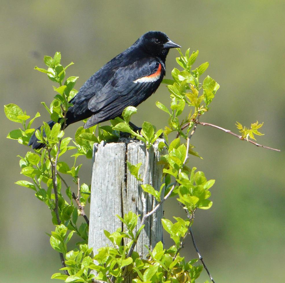 Red winged blackbird perched on fence photo