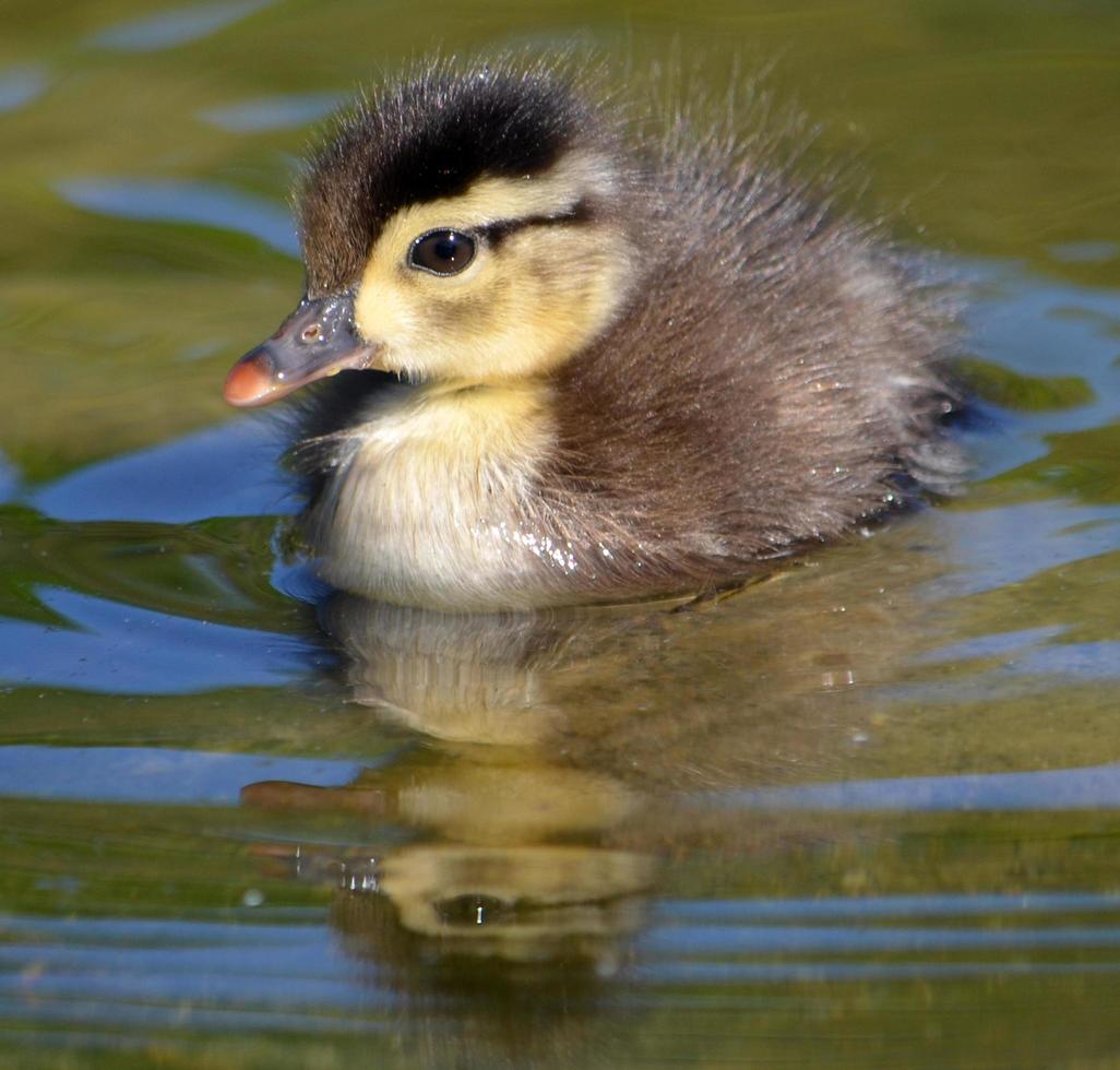 Baby wood duck in the water photo