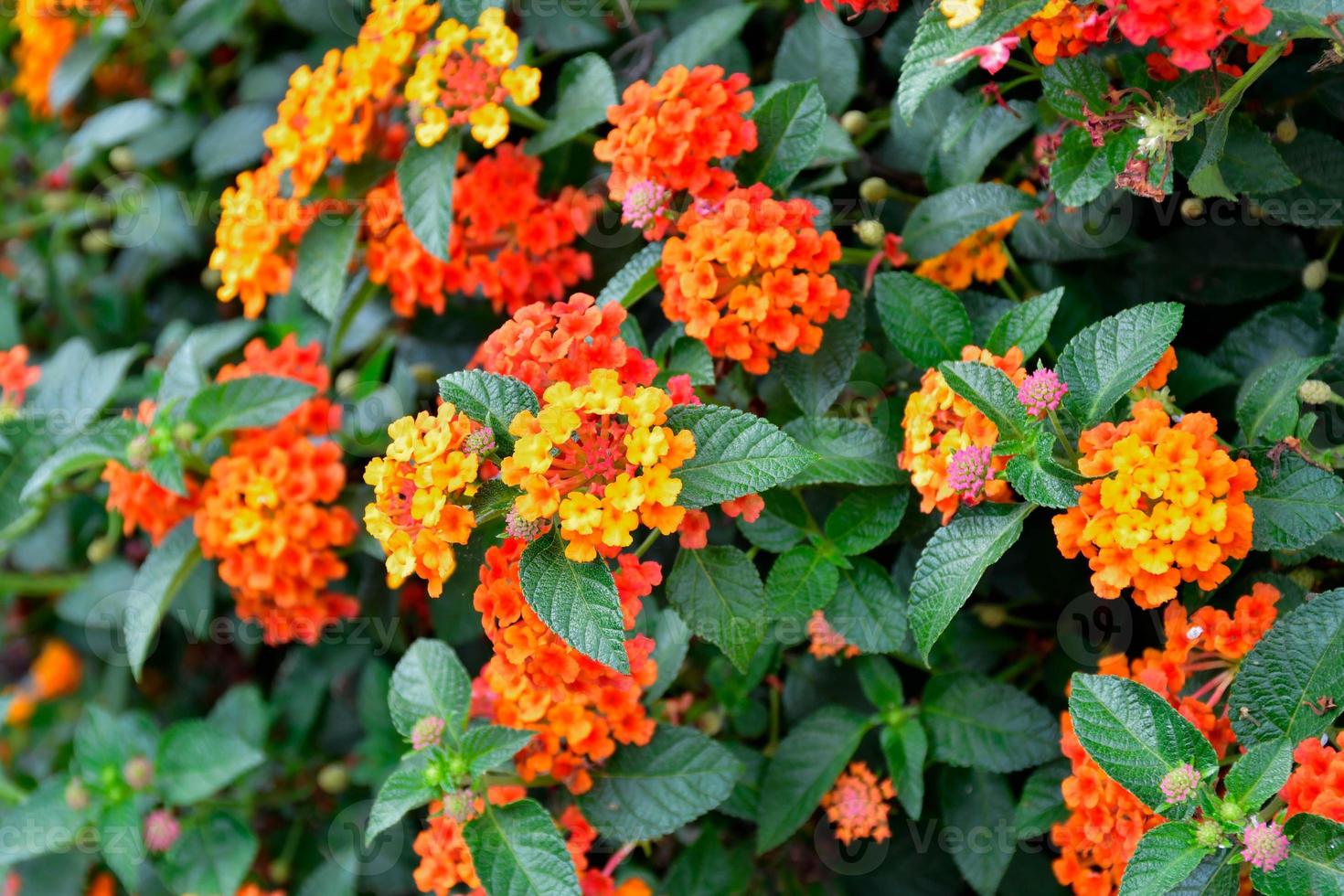 Phakrong is a plant of the Verbenaceae family and is native to the Americas. Is a shrub or semi-ivy shrub. The flowers are clustered in many colors, if eaten, causing abdominal pain photo