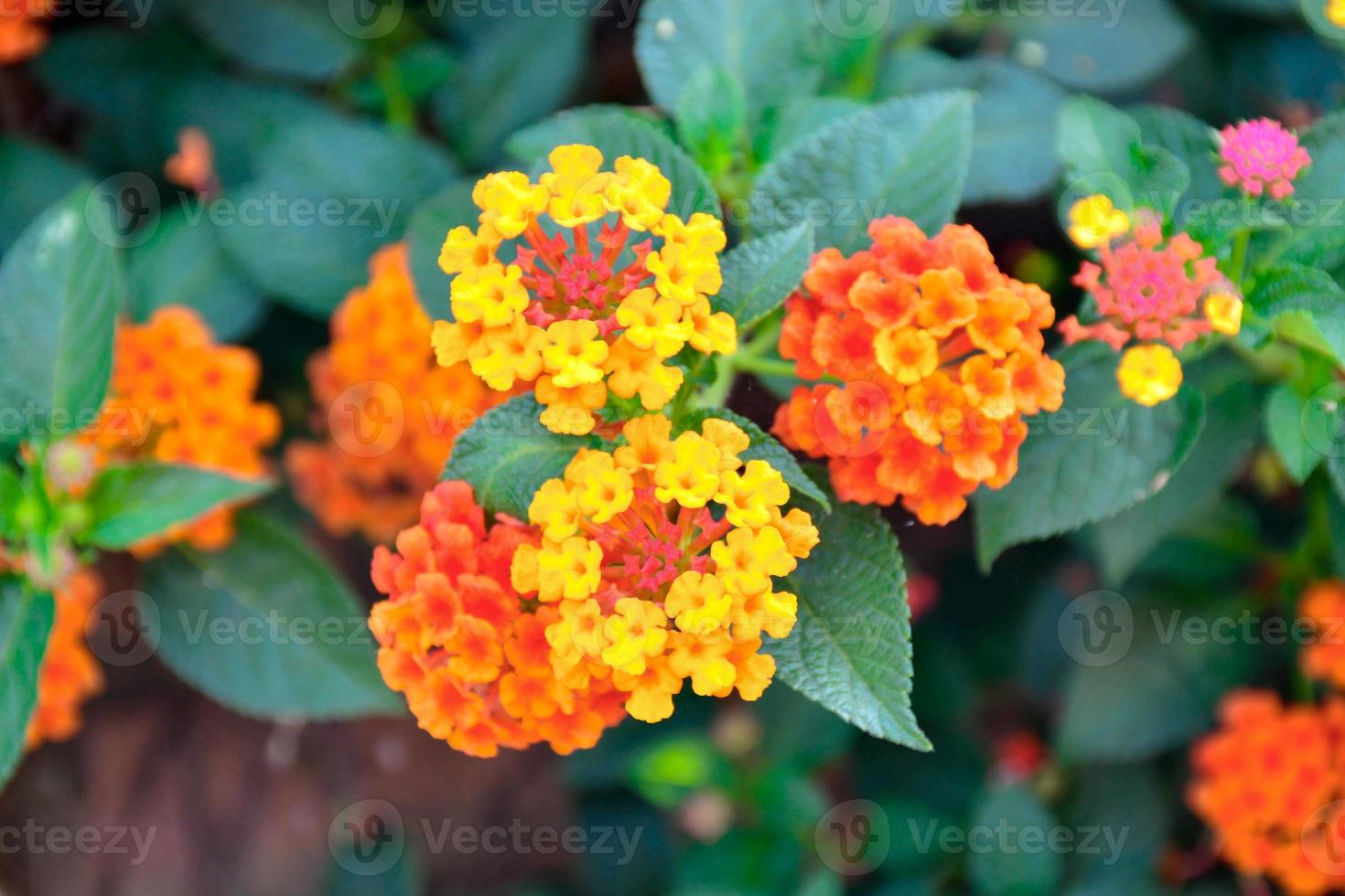 Phakrong is a plant of the Verbenaceae family and is native to the Americas. Is a shrub or semi-ivy shrub. The flowers are clustered in many colors, if eaten, causing abdominal pain photo