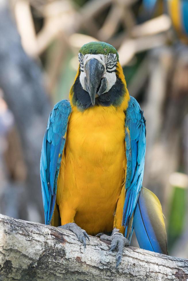 Close up Bird Blue-and-yellow macaw standing on branch of tree photo