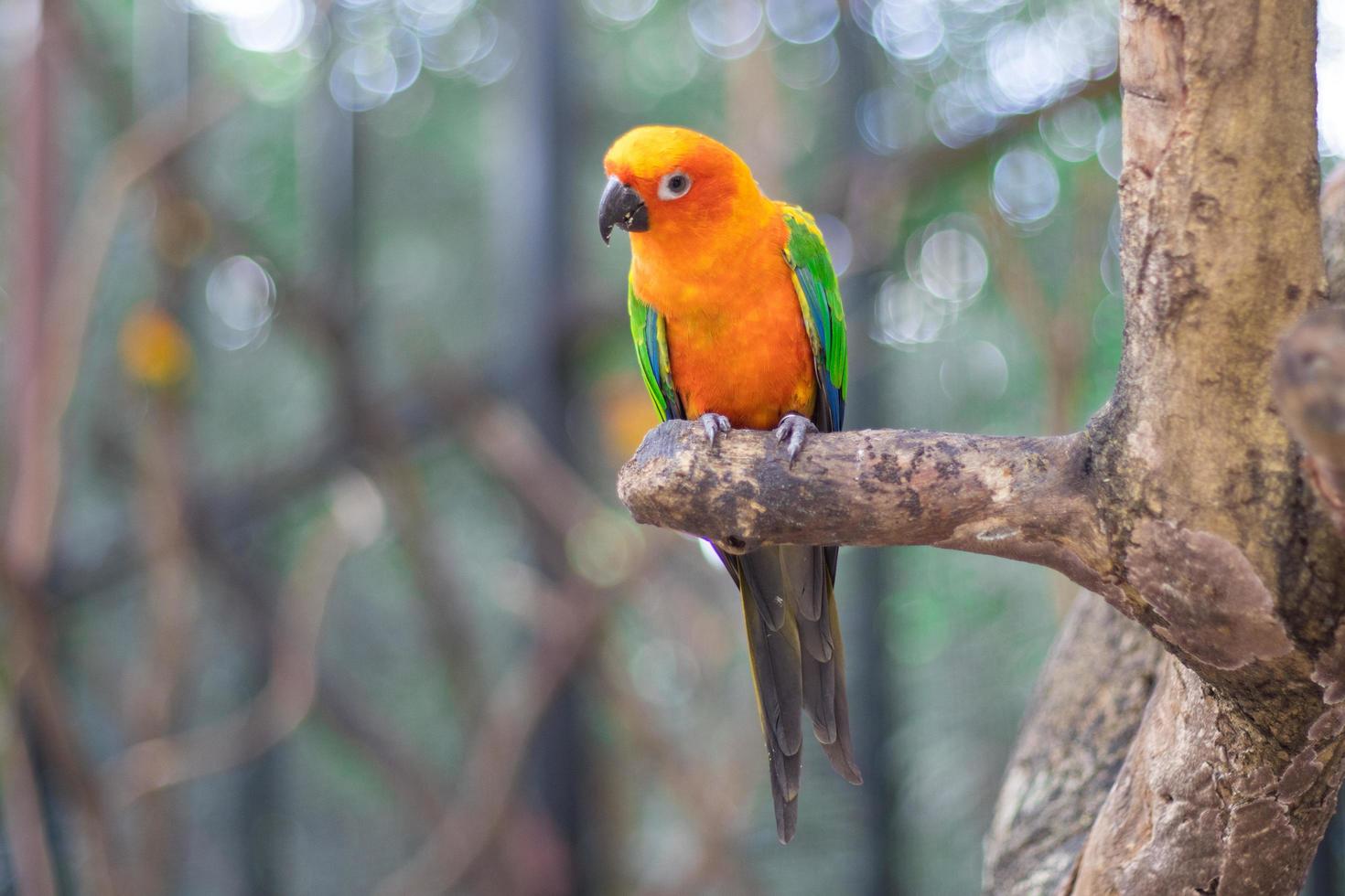 sun conure loros hermoso loro en rama de árbol foto