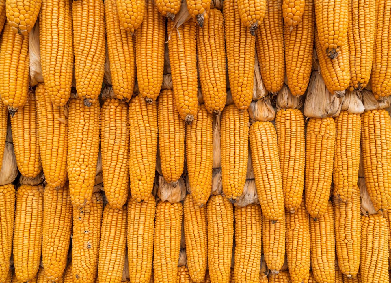 dried golden yellow corn hanging on wall in rows photo