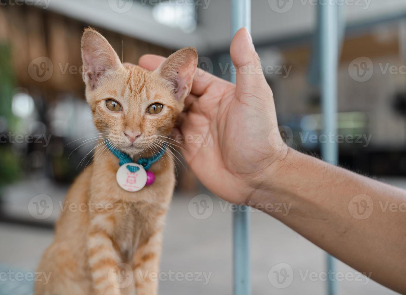 portrait of a cat with a hand, closeup cute little brown tabby cat with human hand touching photo