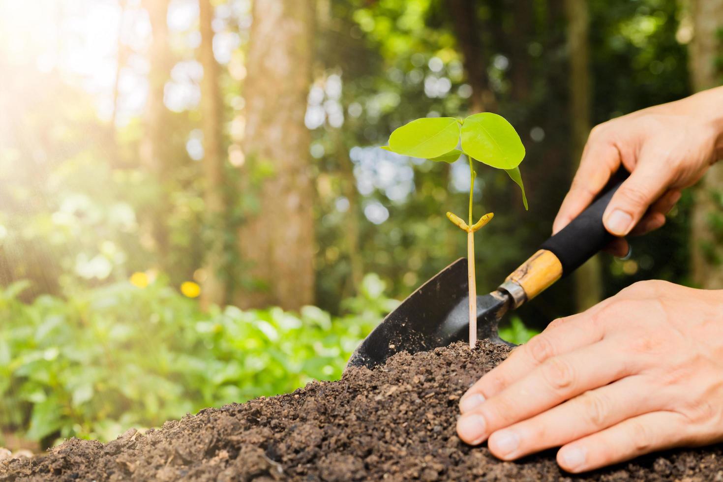 A small tree and hands are planting trees tenderly. photo