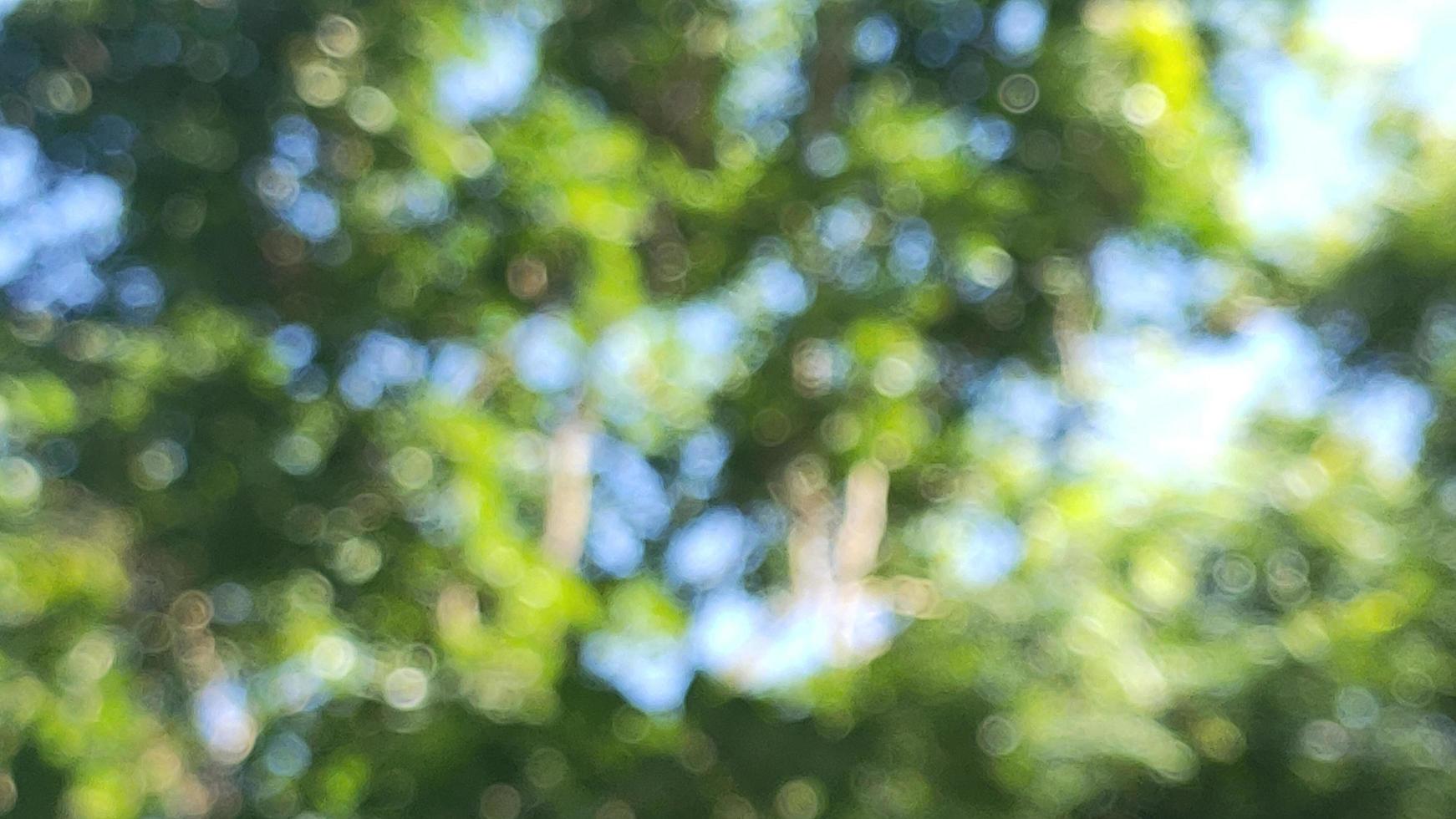 Bokeh blurred abstract nature tree green refreshing background suitable for text fill graphic design decorative agriculture photo