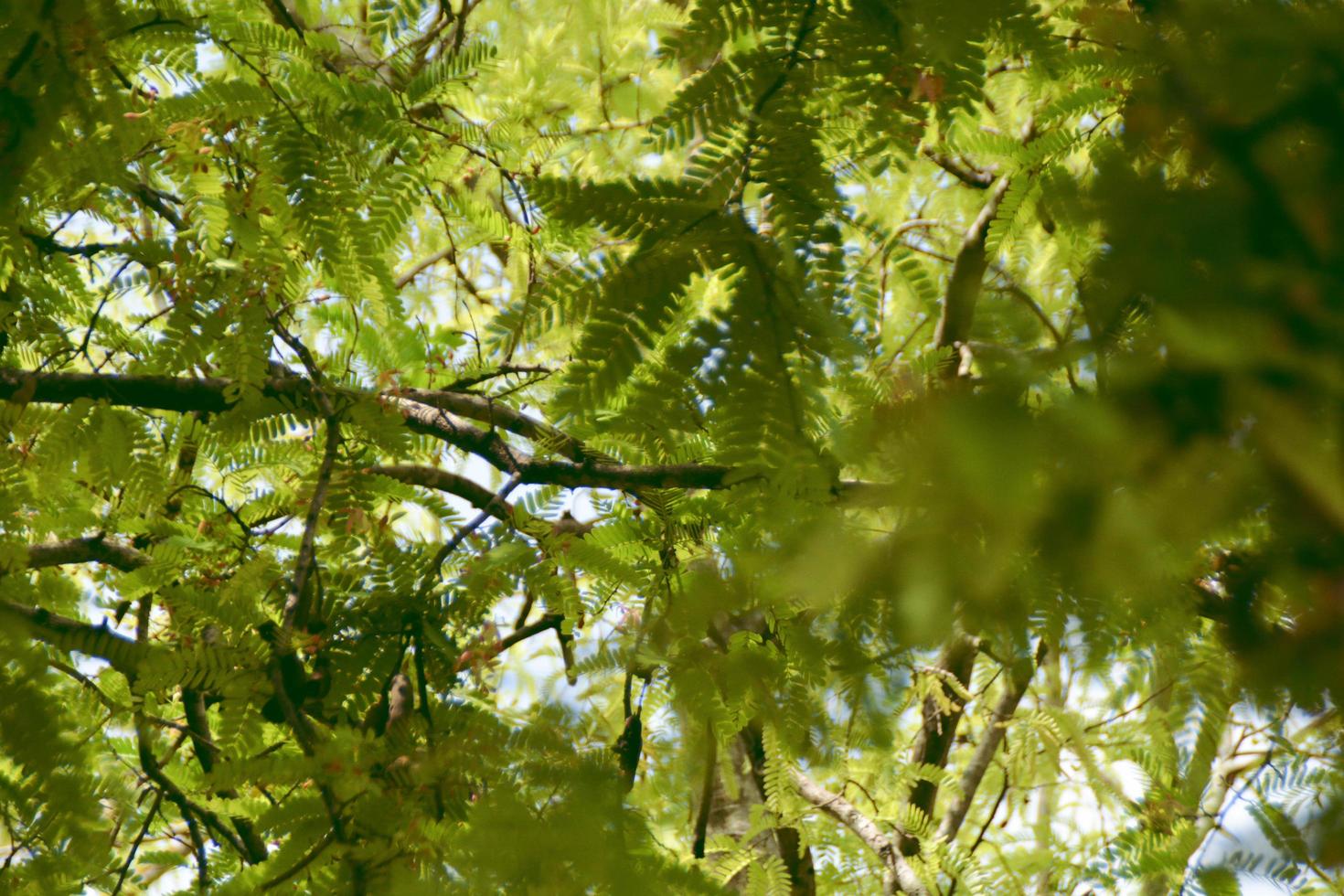 hojas de tamarindo en el árbol con la luz del sol. foto