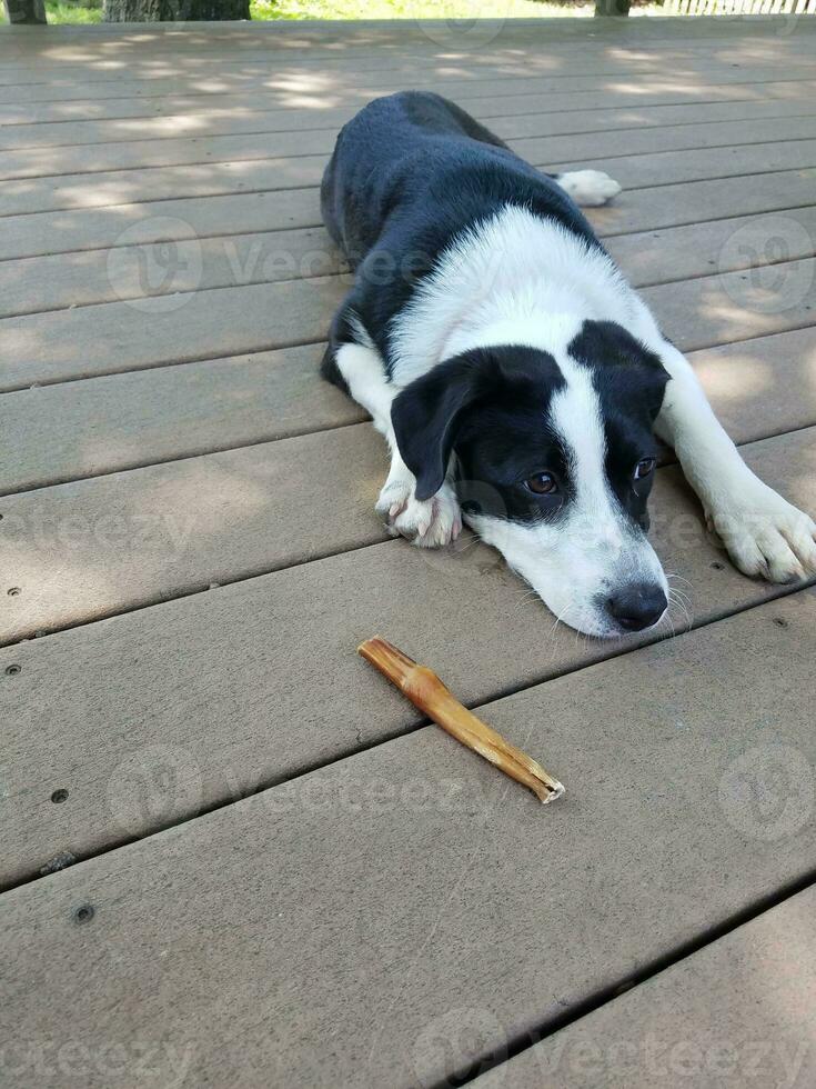 cachorro blanco y negro con hueso foto