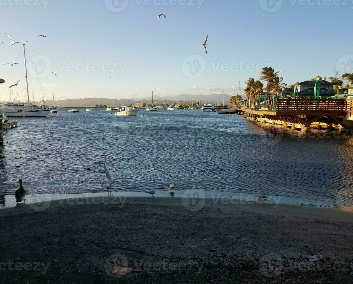 cranes, pelicans, fish, and boats in La Guancha in Ponce, Puerto Rico photo