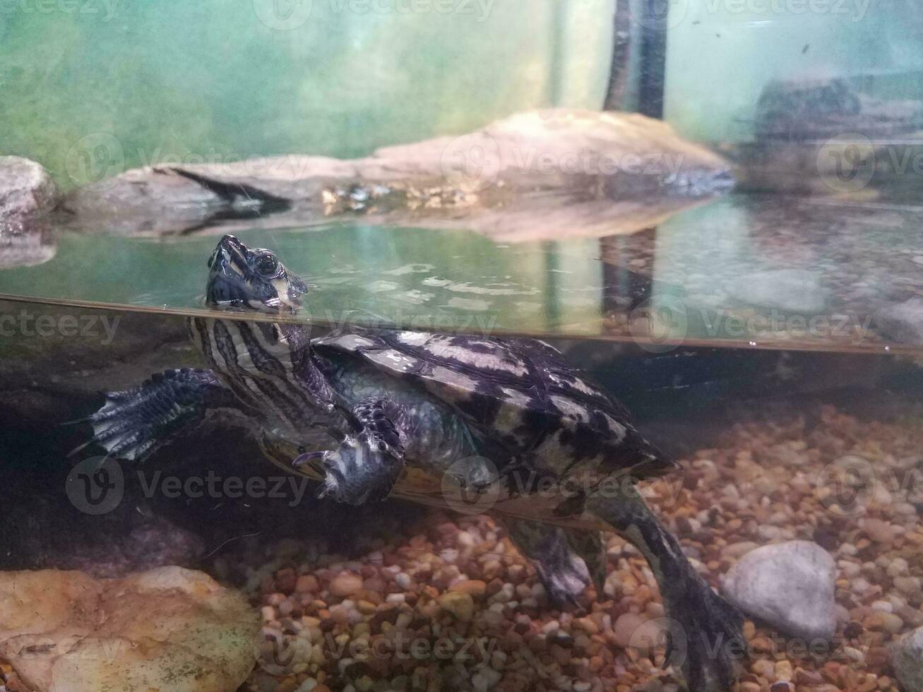 black and white turtle floating in an aquarium or tank photo