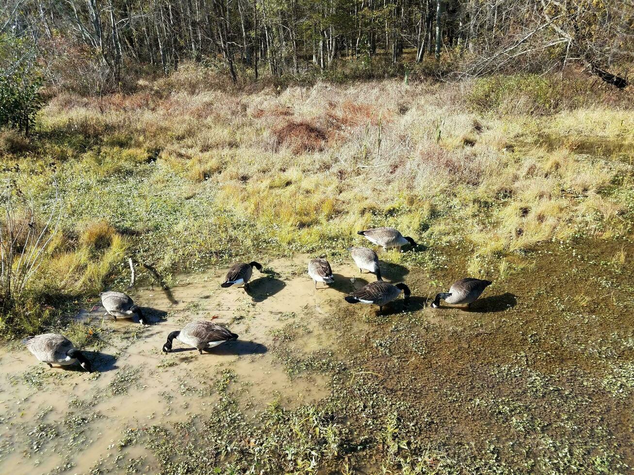 geese birds eating in the mud and water in wetland environment photo