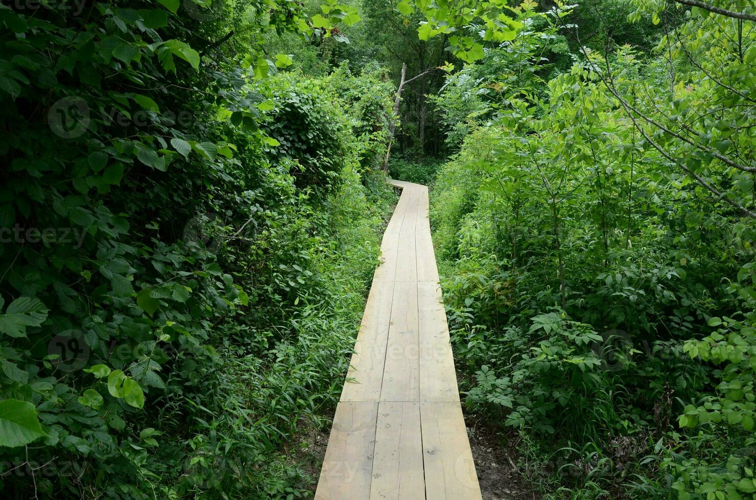 wooden boardwalk or path with wet paw prints and trees photo