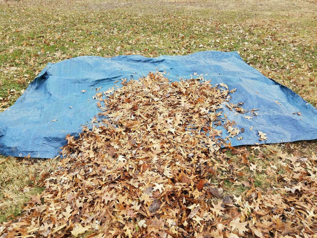 blue tarp and fallen brown leaves in autumn or winter photo