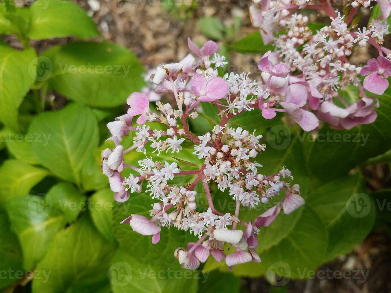 pink flower blossoms on hydrangea plant with green leaves photo