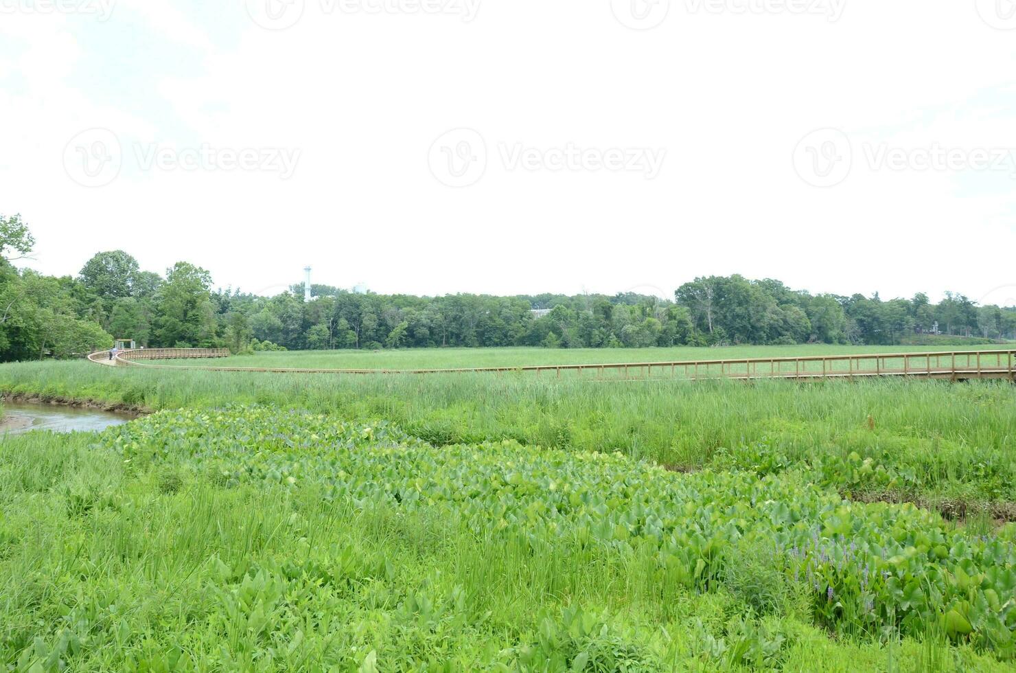 wood boardwalk and green plants and water in wetland photo