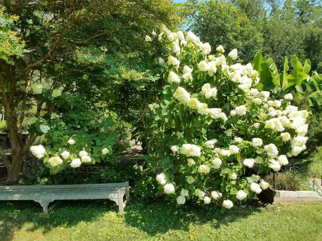 wood bench with large hydrangea photo