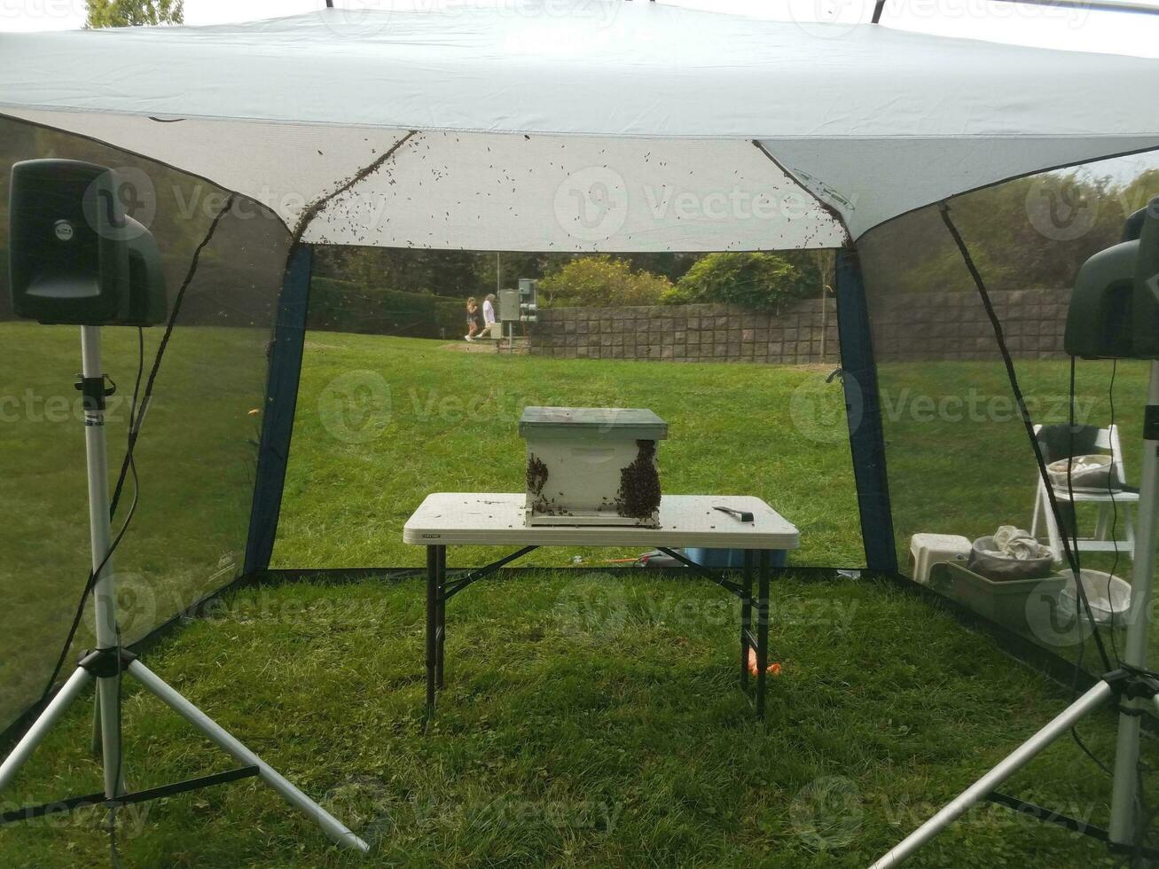 a beehive in a tent with many bees photo