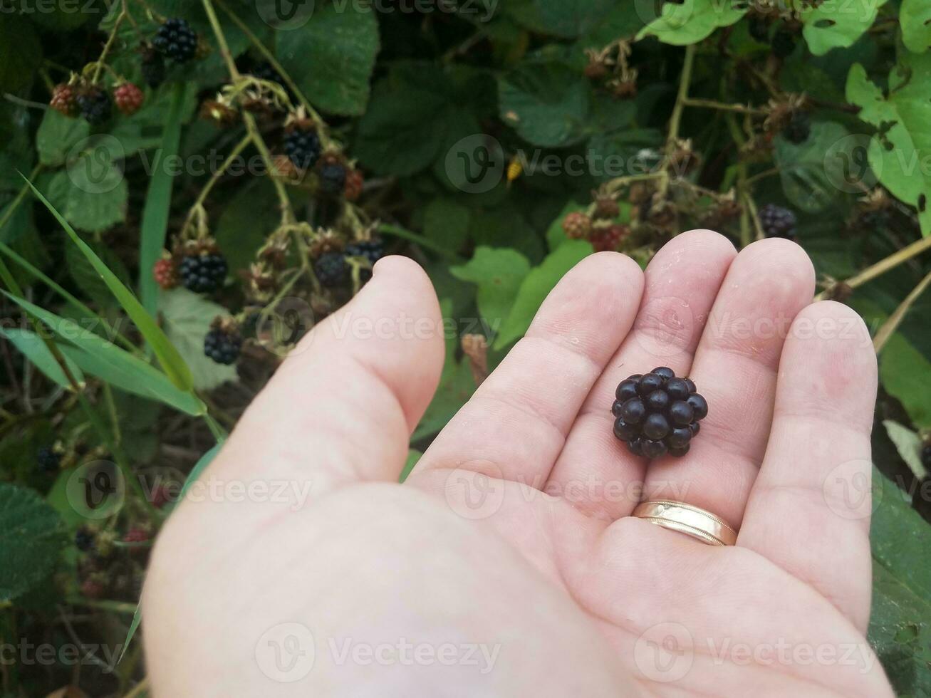 blackberry fruit held in hand with gold ring photo