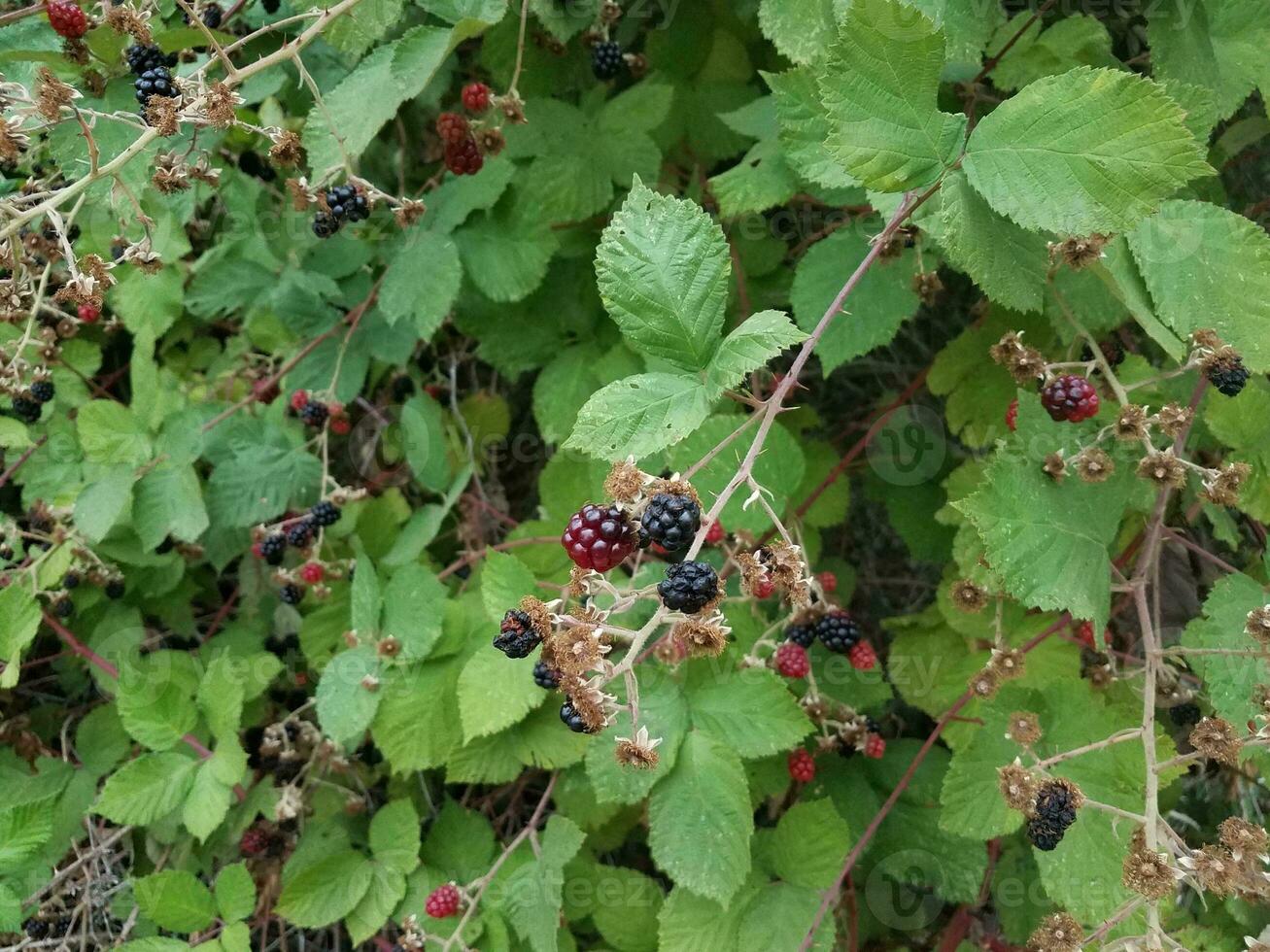 moras rojas y negras en vid con espinas foto