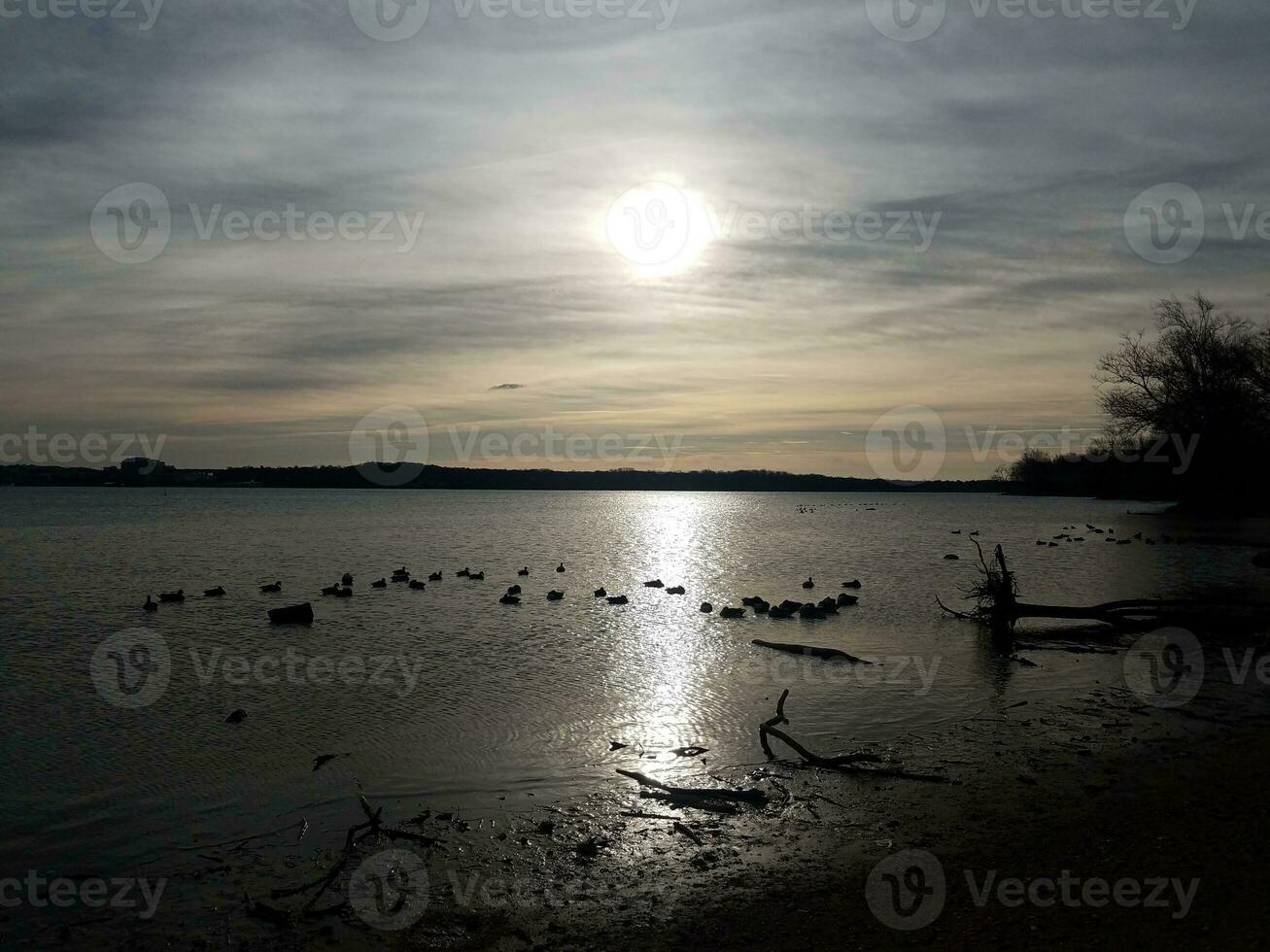 patos y gansos y pájaros en el río Potomac durante la puesta de sol foto