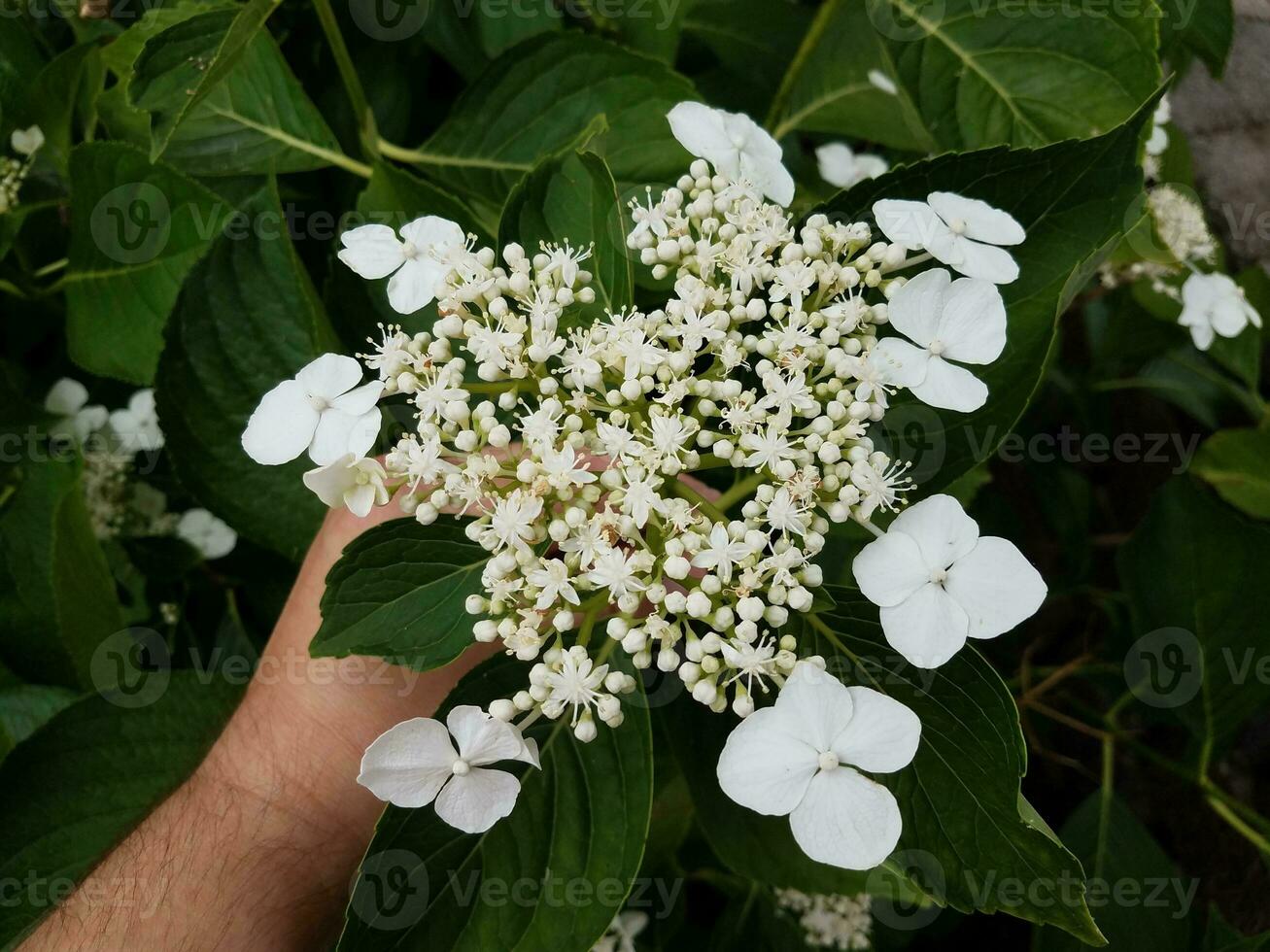 white flower blossoms on hydrangea plant with green leaves photo