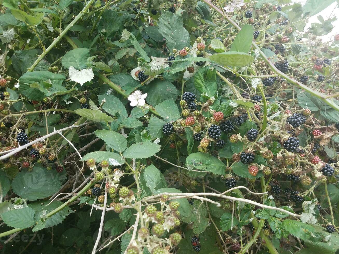 black and red blackberries on vine with green leaves photo