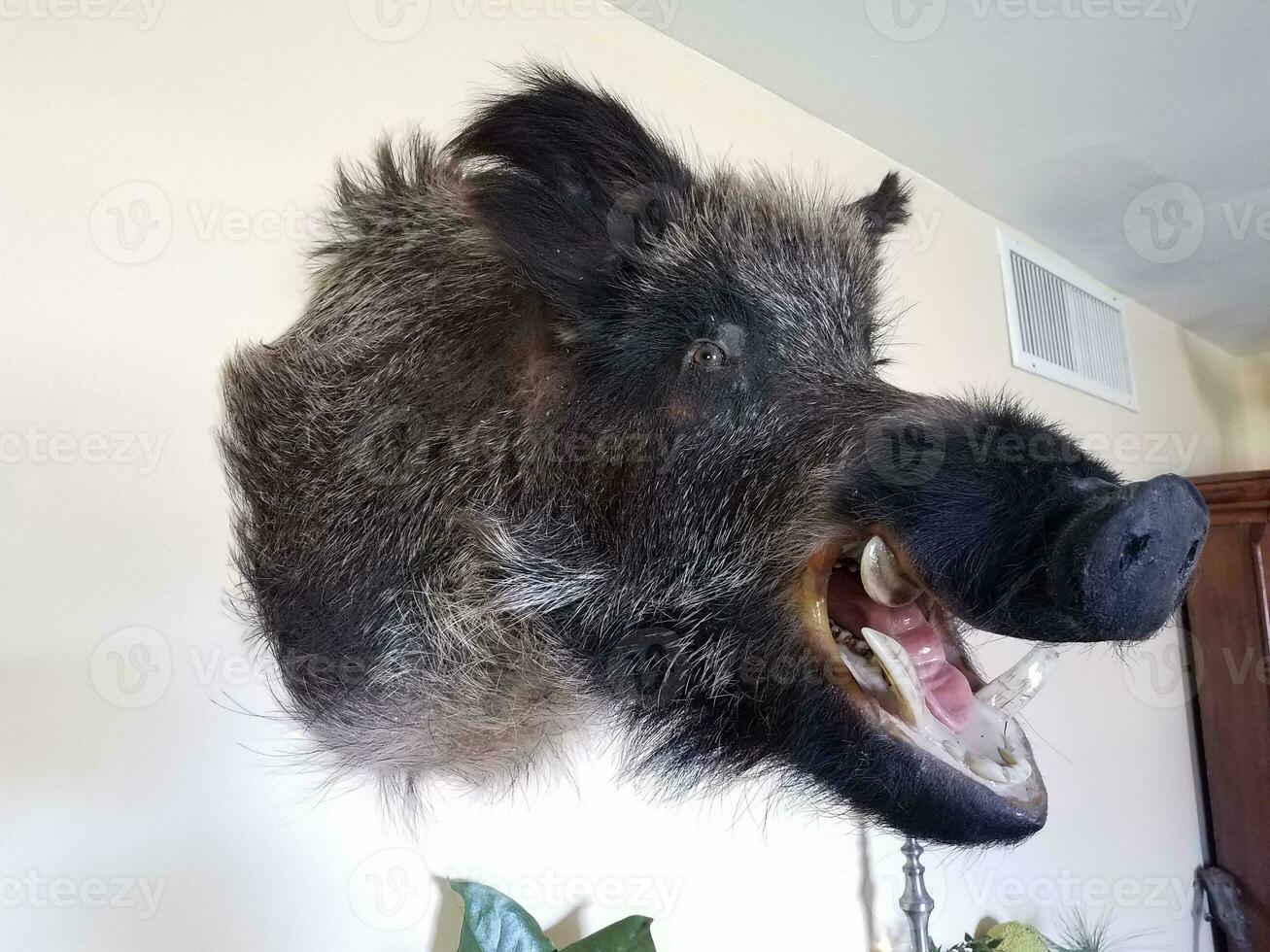 wild boar head on wall with fur and tusks photo