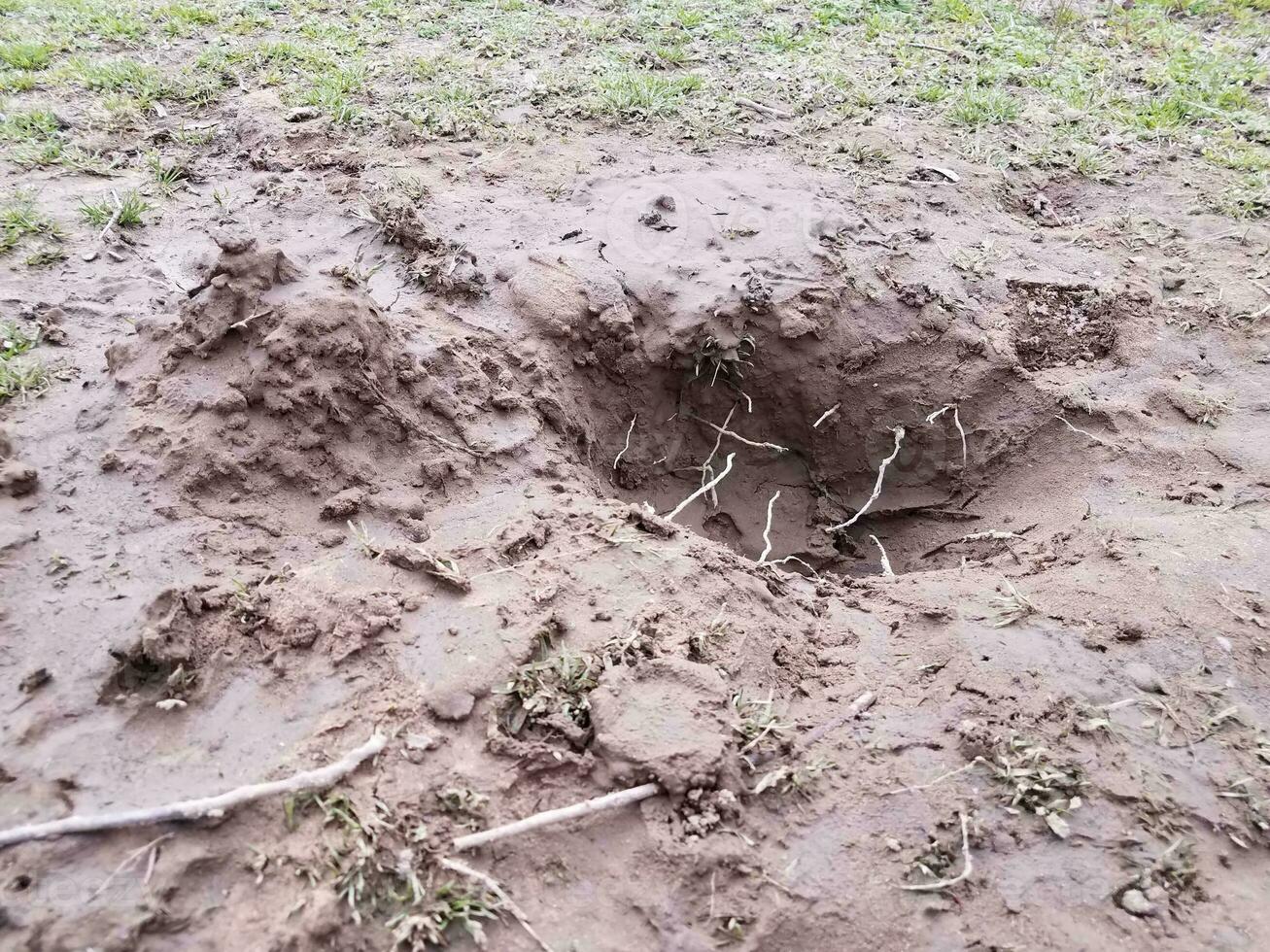 hole in dirt or mud with roots in yard photo