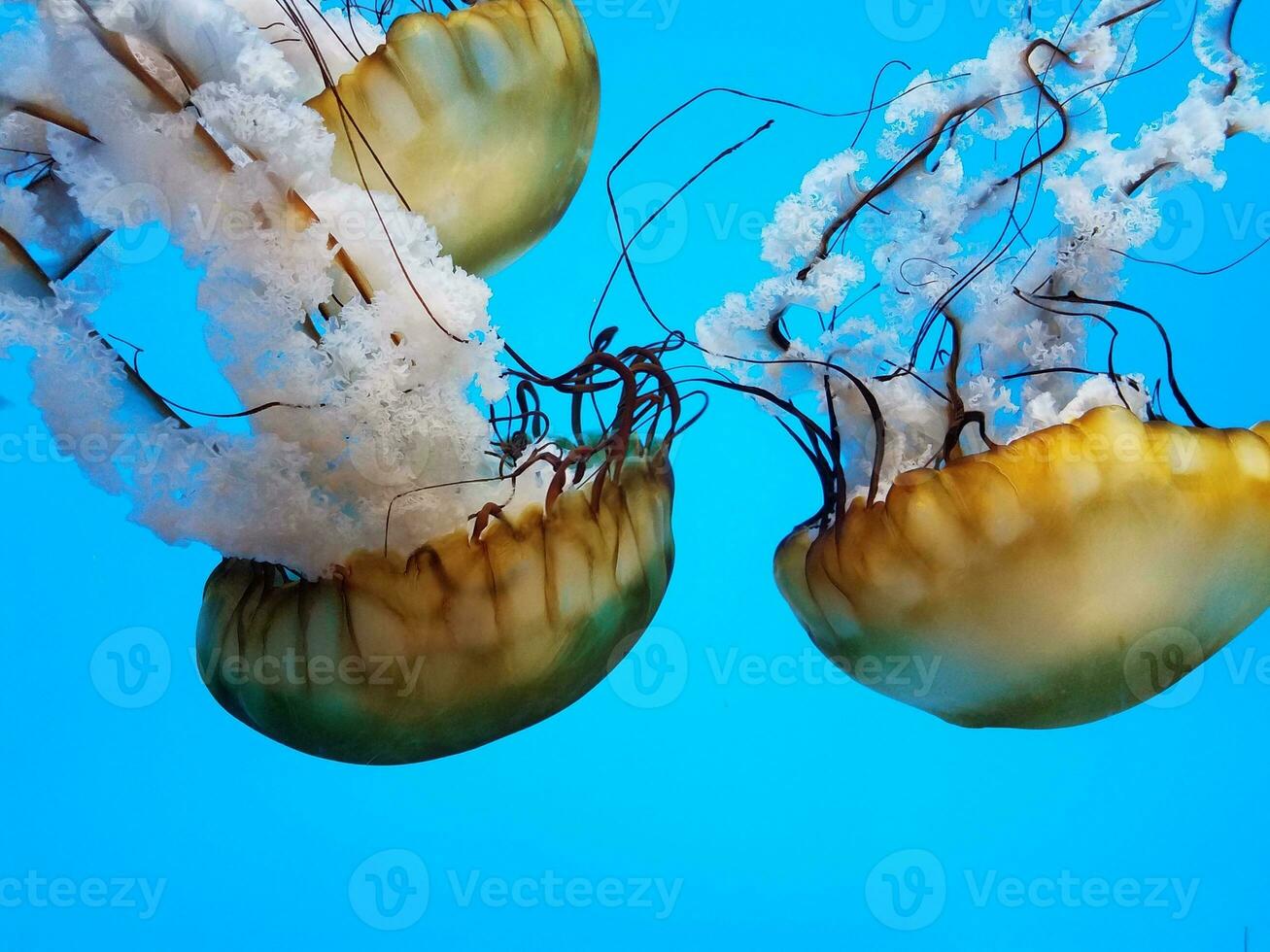 jellyfish with tentacles swimming or floating in water photo