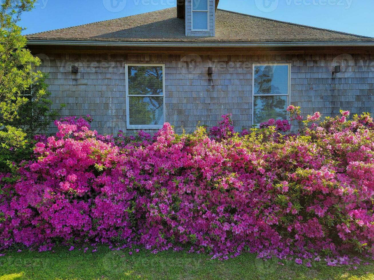 pink azaleas flowers blooming in front of wood house photo