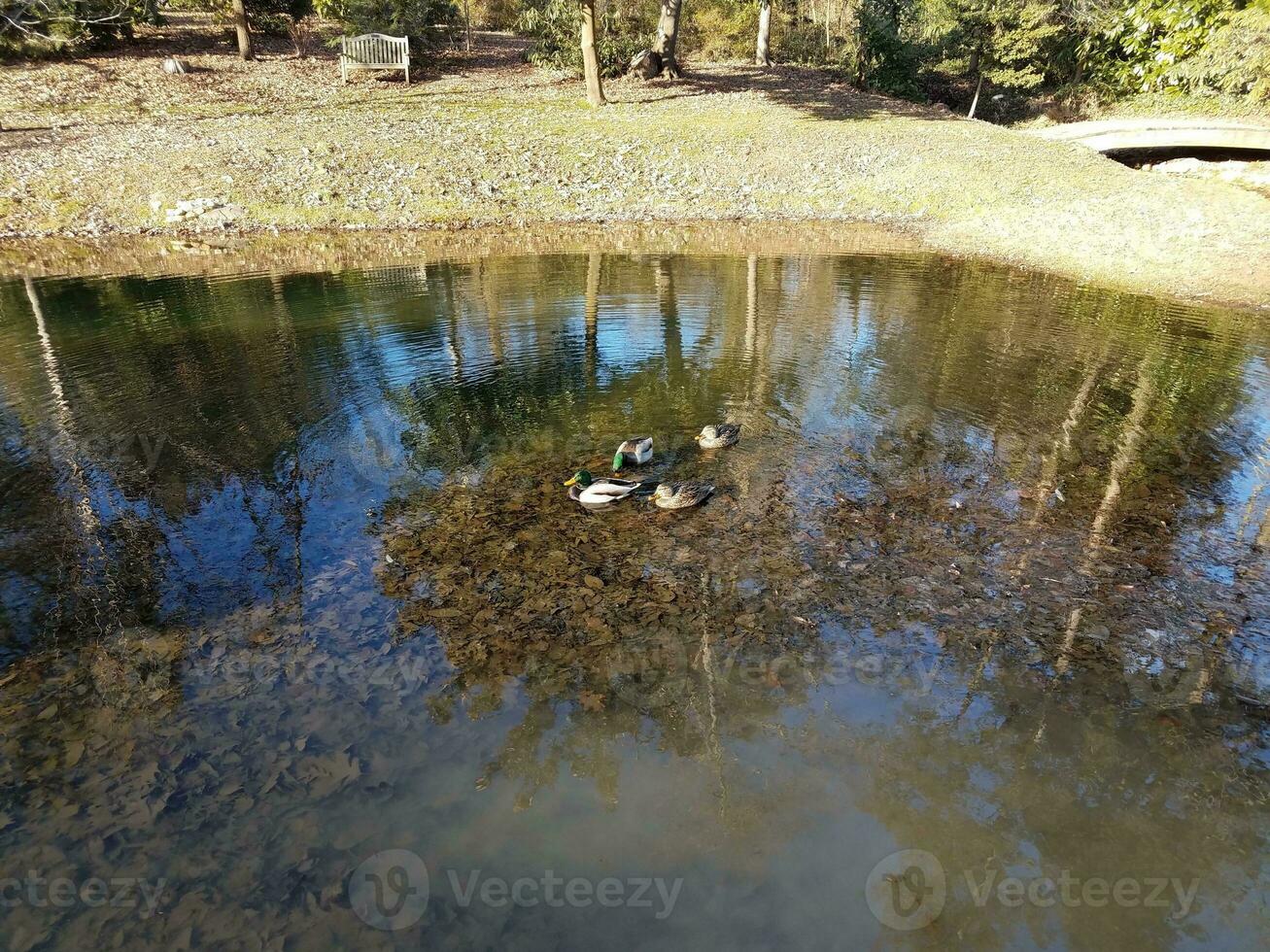 patos en un lago o estanque y hojas foto