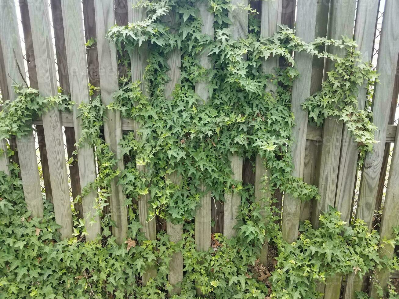 green ivy leaves vine on wood fence photo