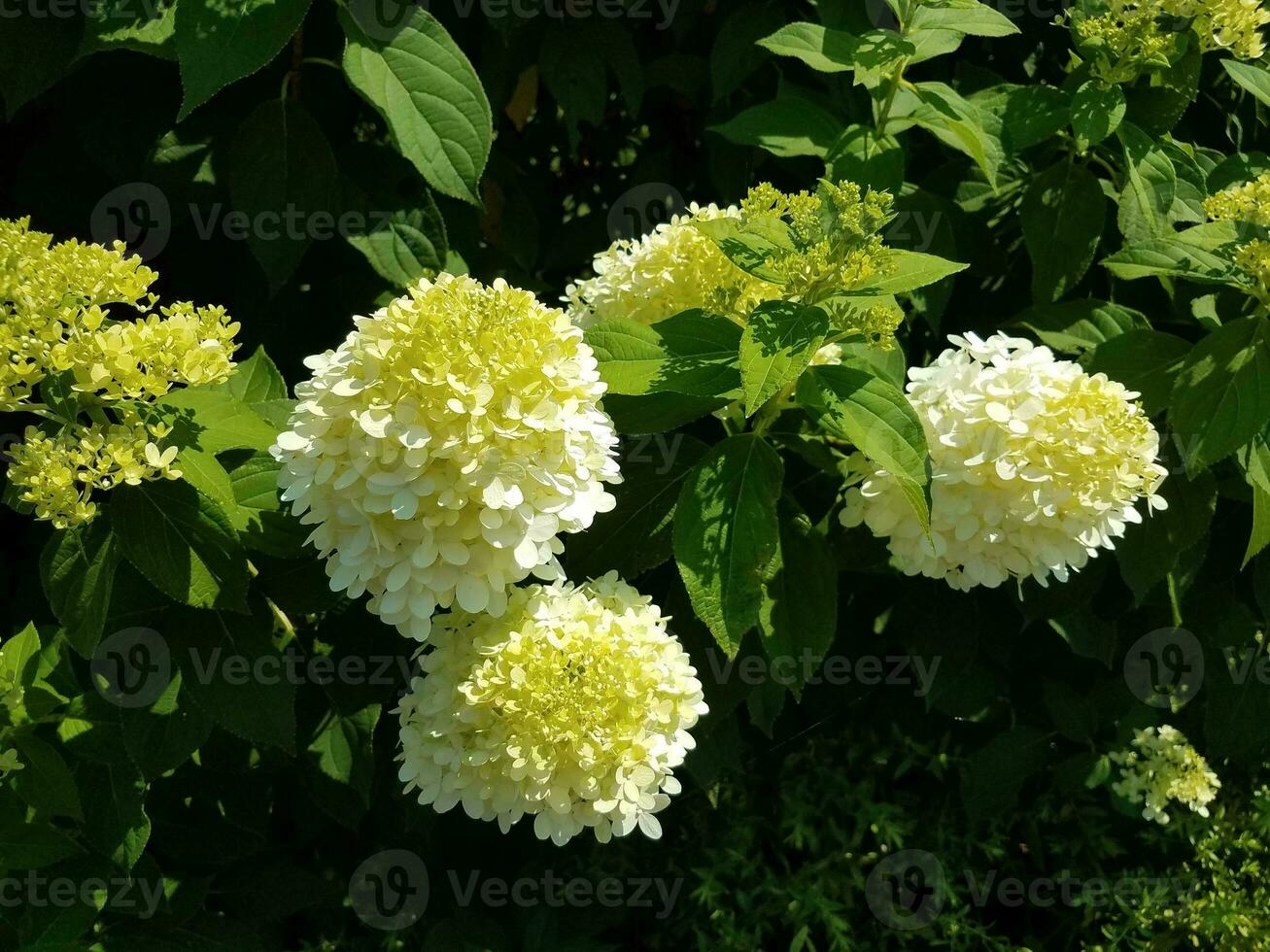 large white hydrangea photo