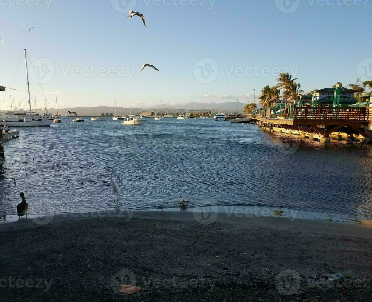 cranes, pelicans, fish, and boats in La Guancha in Ponce, Puerto Rico photo