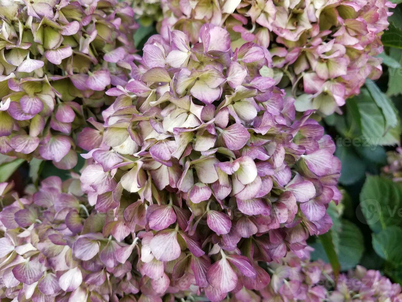 hydrangea plant with pink flowers and green leaves photo
