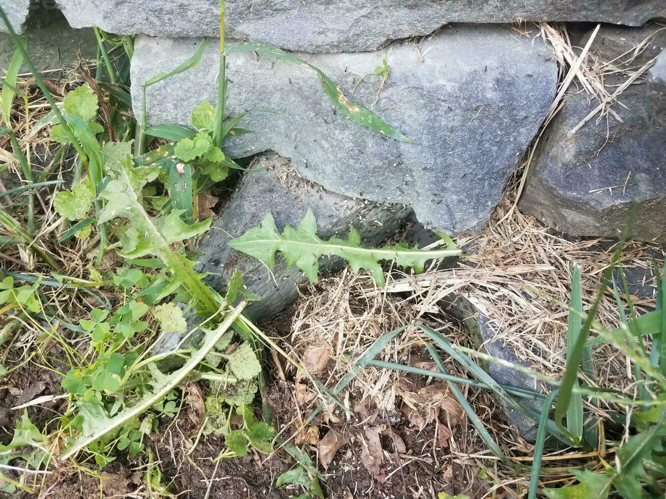 ants and their larvae and grass and rocks photo