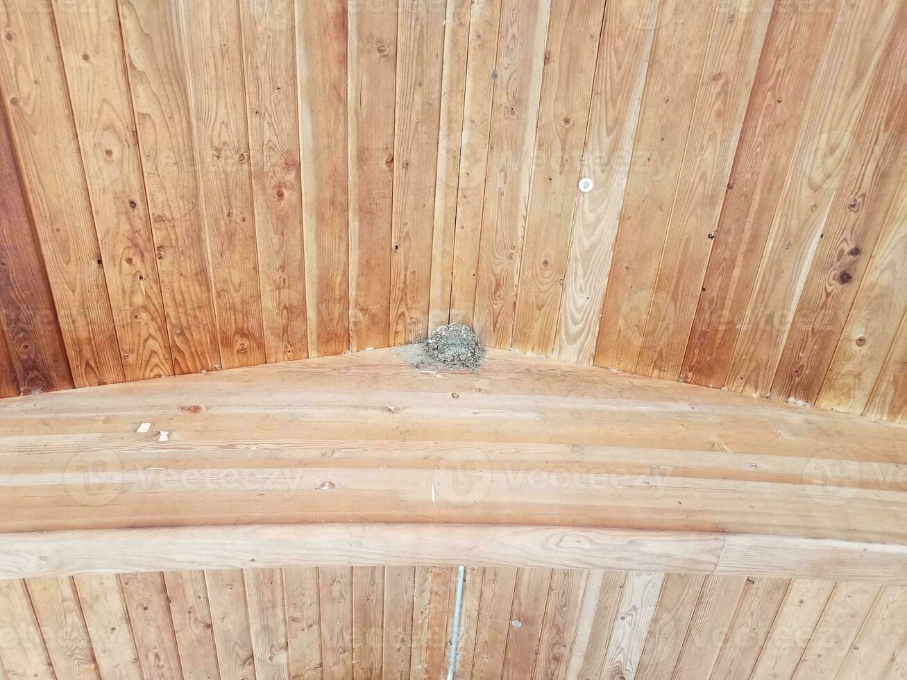 wood ceiling with bird nest made of mud photo