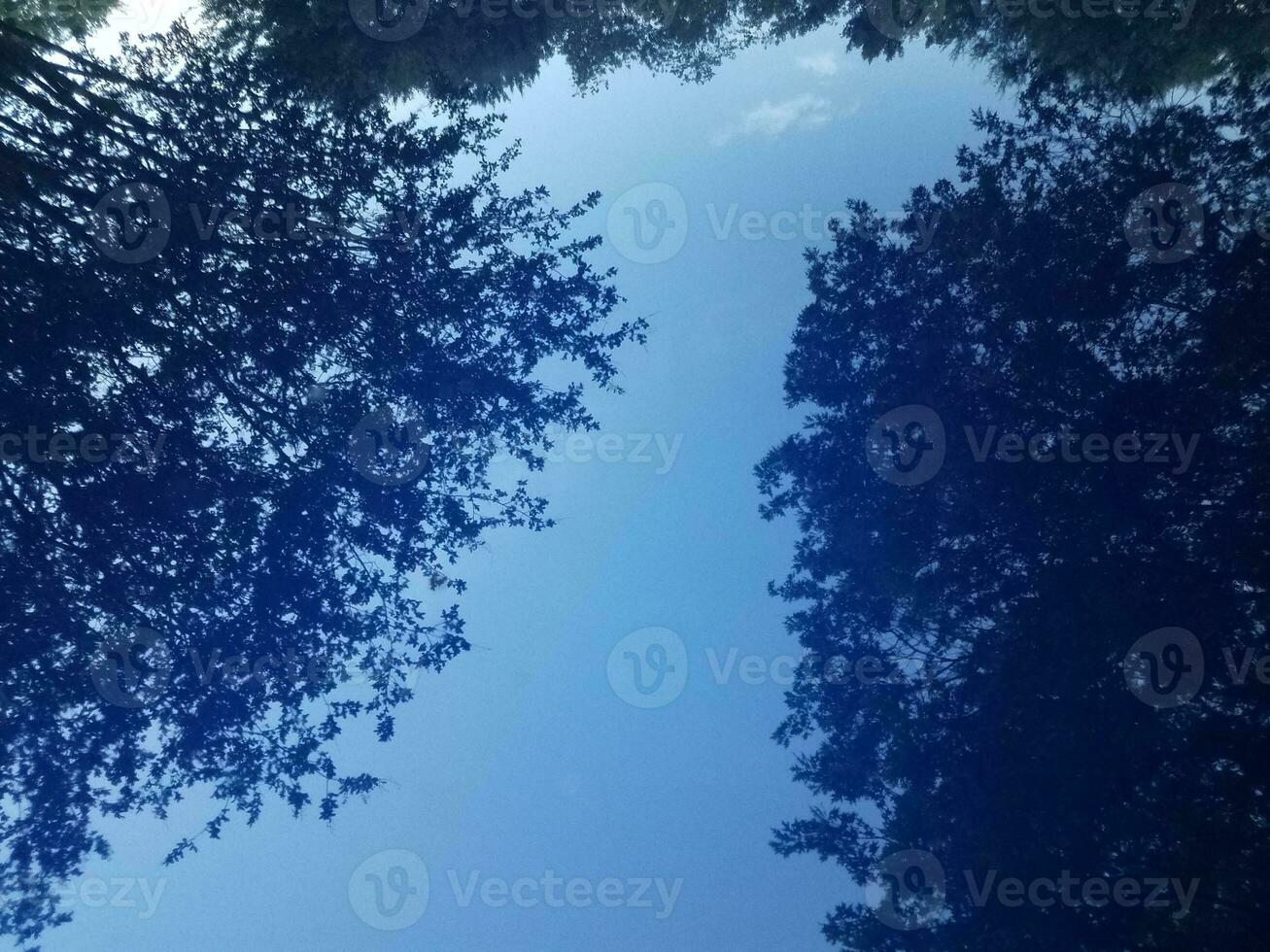 reflection of trees on hood of blue car photo