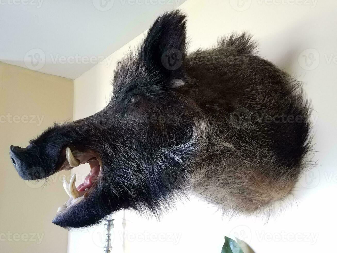 wild boar head on wall with fur and tusks photo
