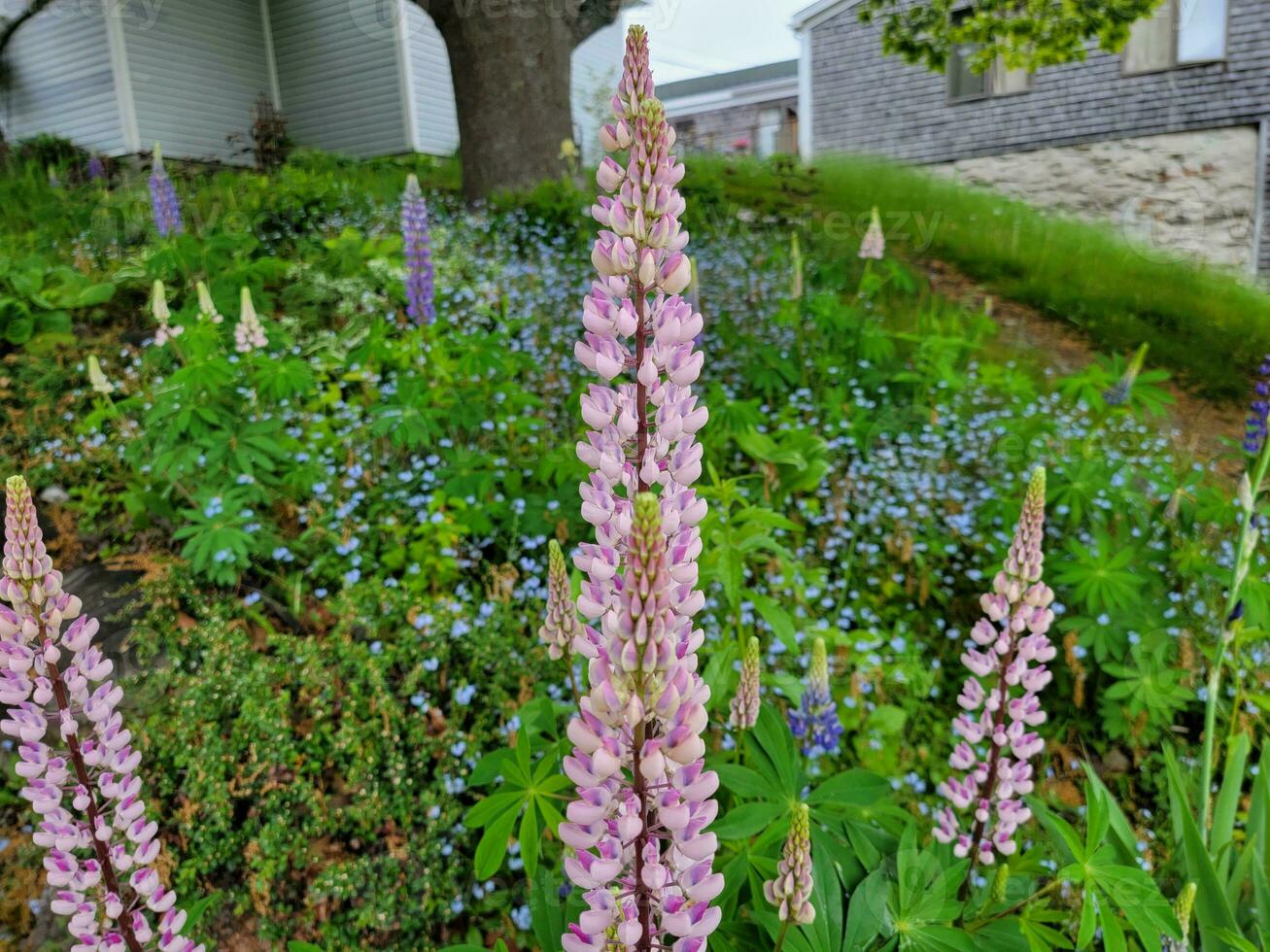 purple flowers and green leaves blooming outdoor in spring photo