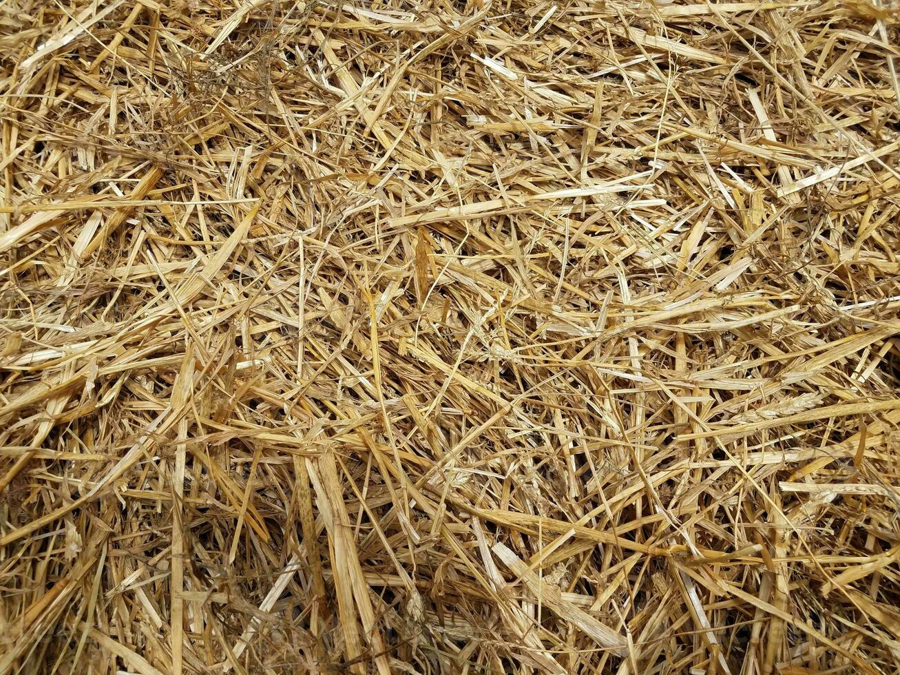 brown hay or straw on the ground photo