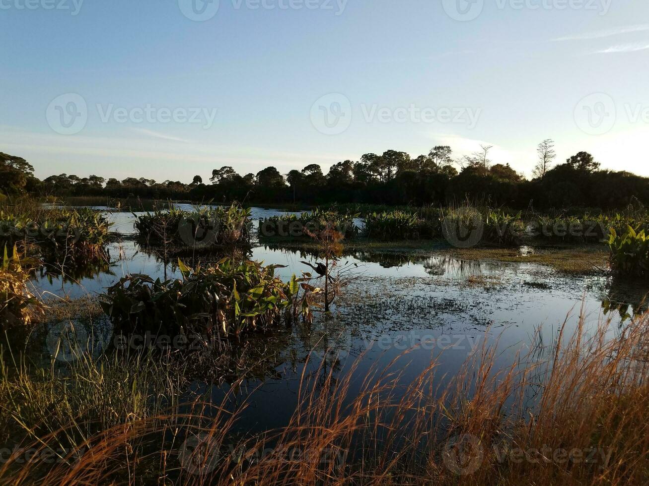 pájaro en árbol con agua de lago o estanque y pastos en florida foto