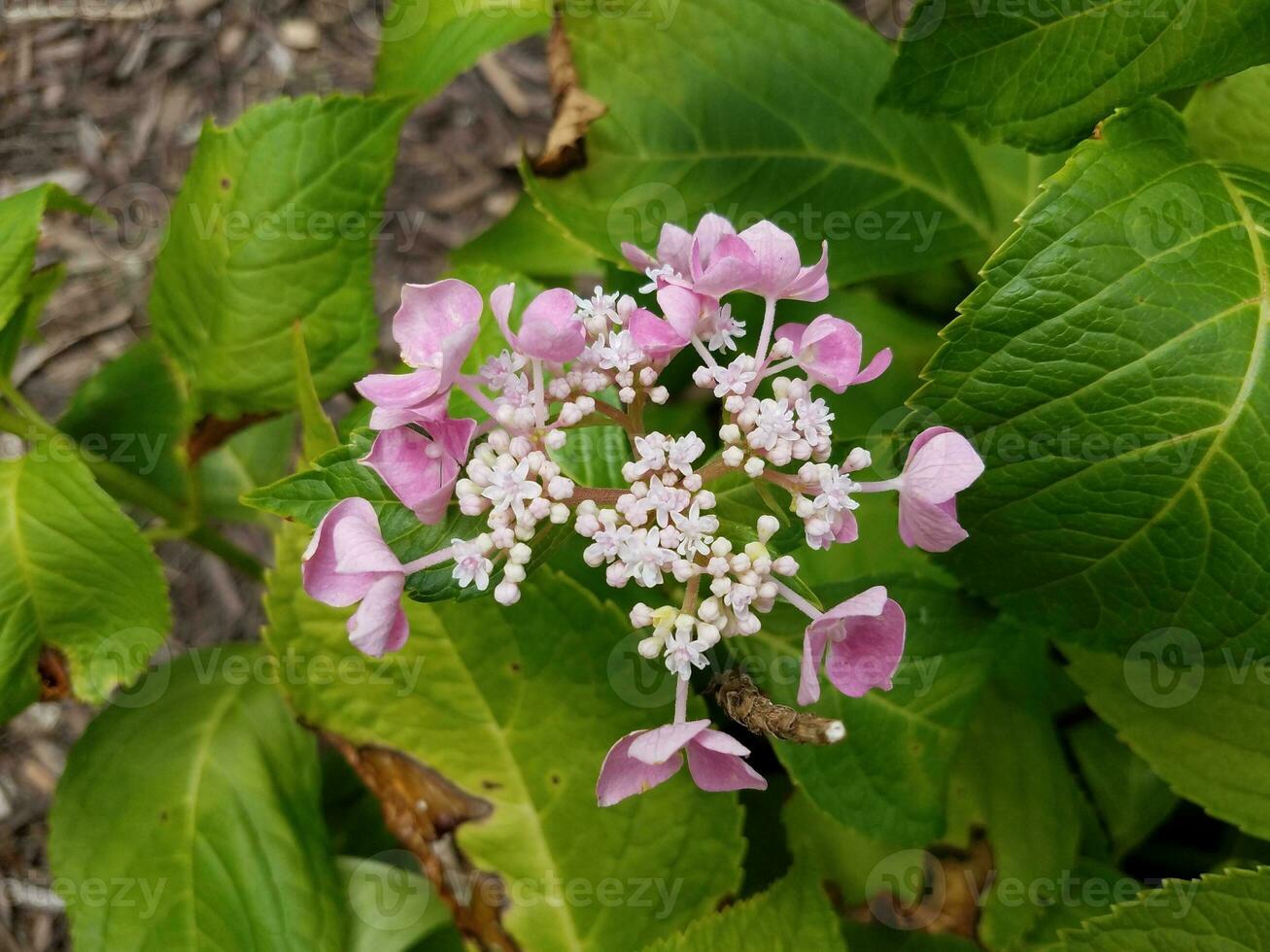 pink flower blossoms on hydrangea plant with green leaves photo