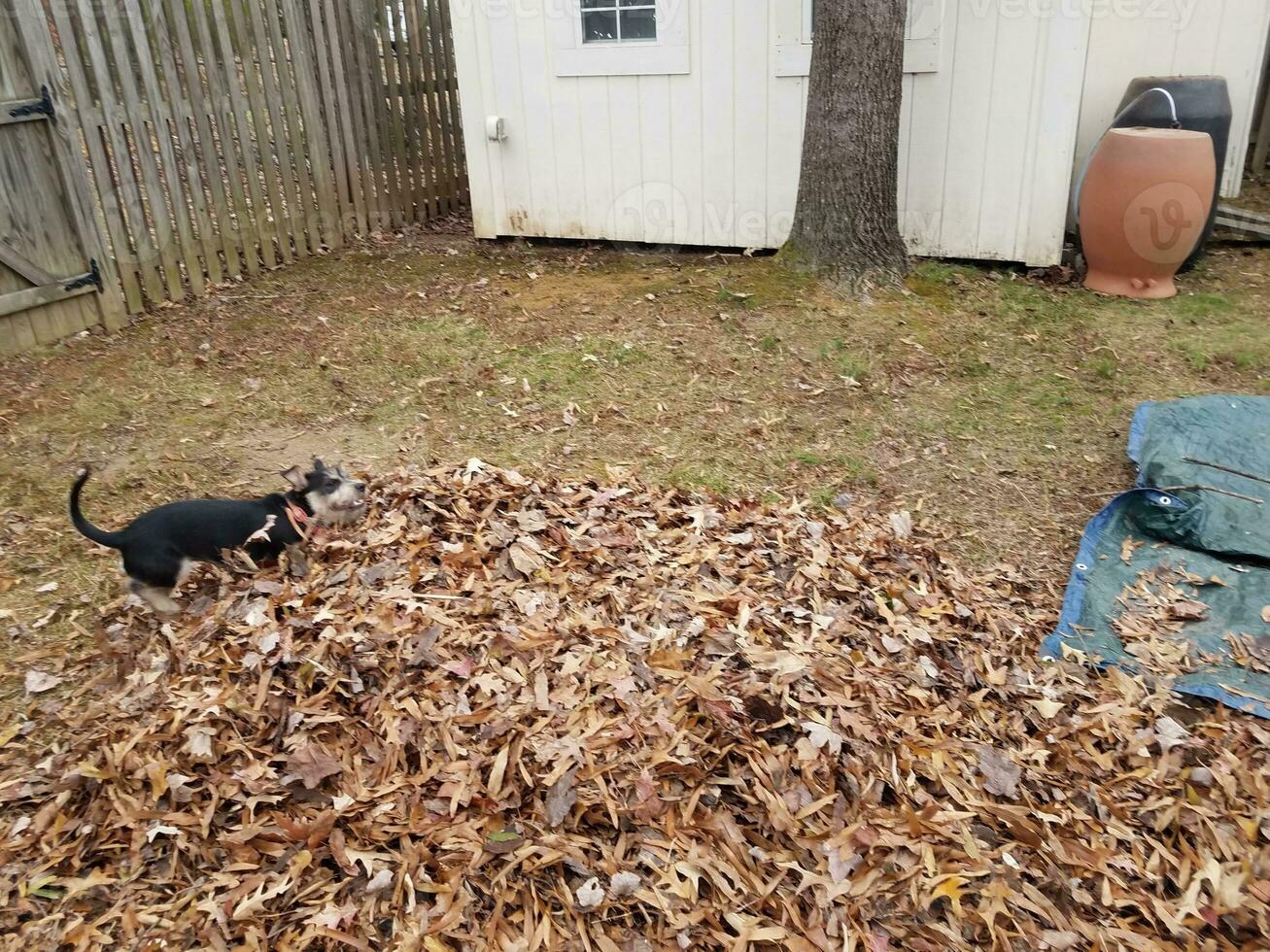 black dog playing in fallen brown leaves and blue tarp photo