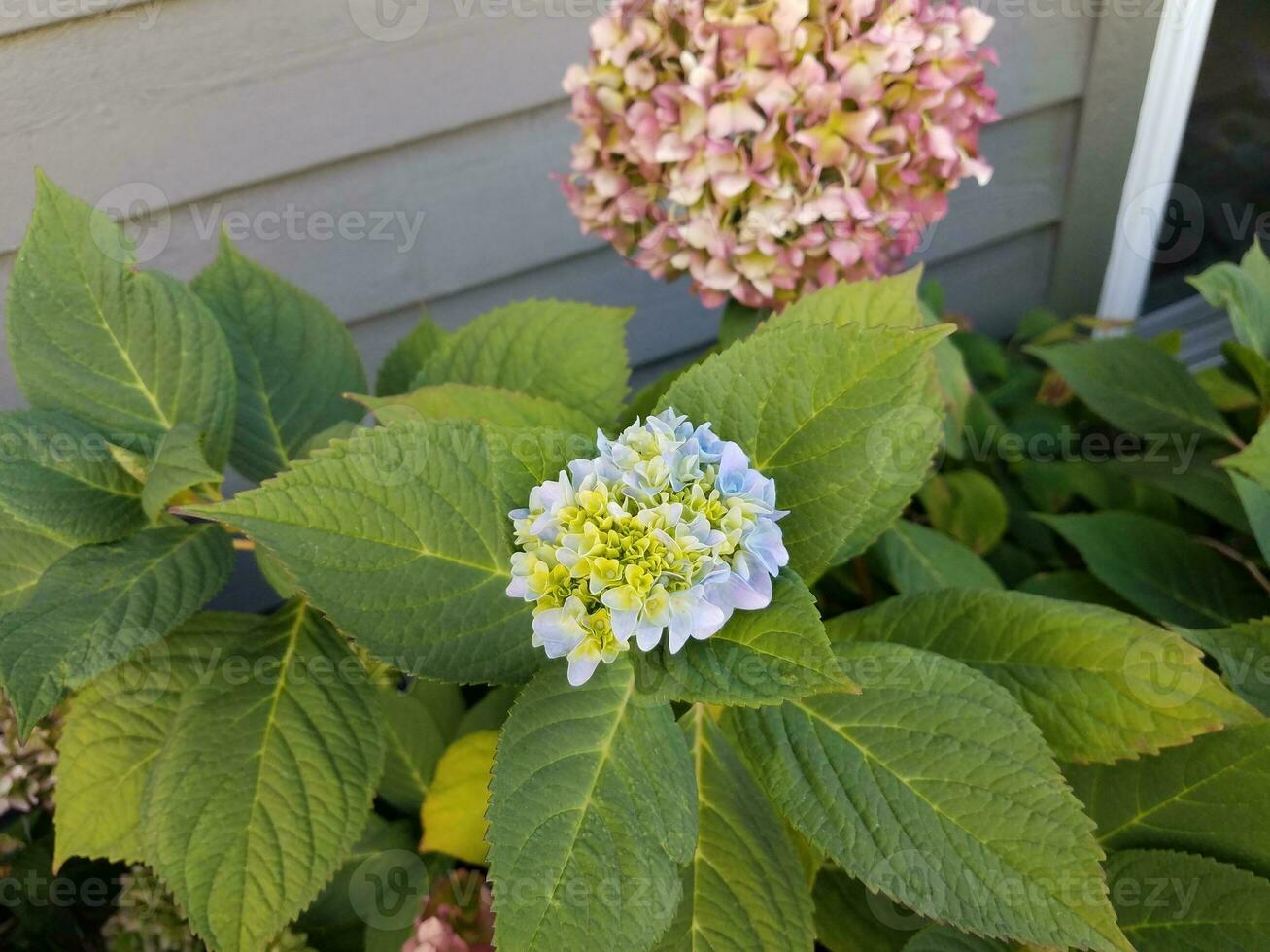 hydrangea plant with blue flowers and side of house photo