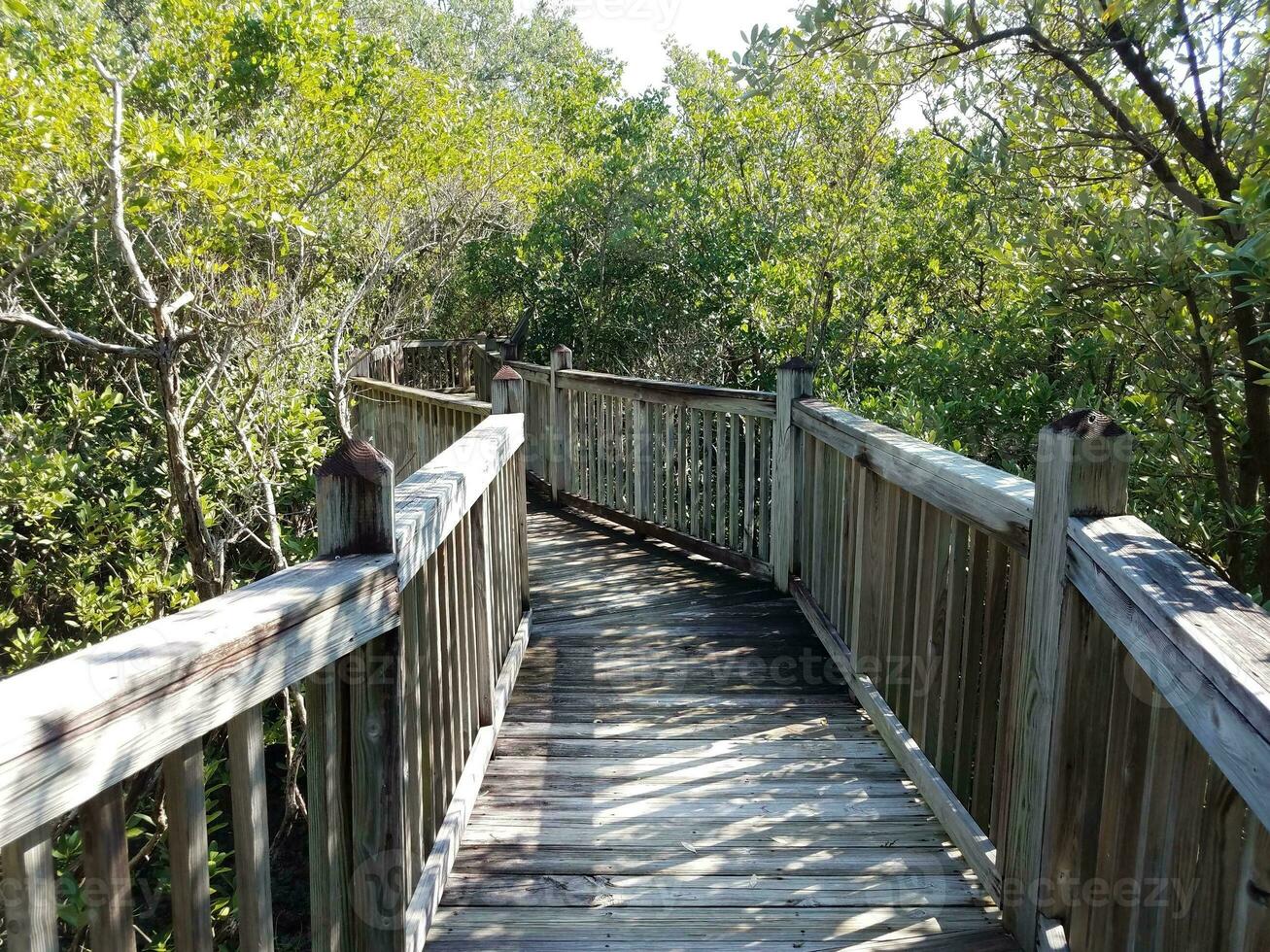 wood boardwalk path or trail with trees in Florida photo