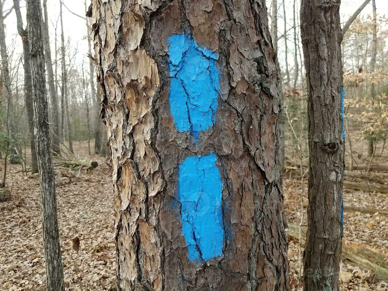 blue paint marks on tree trunk in forest or woods photo