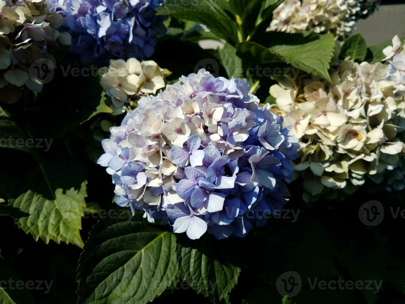 hydrangea plant with blue and white flowers photo