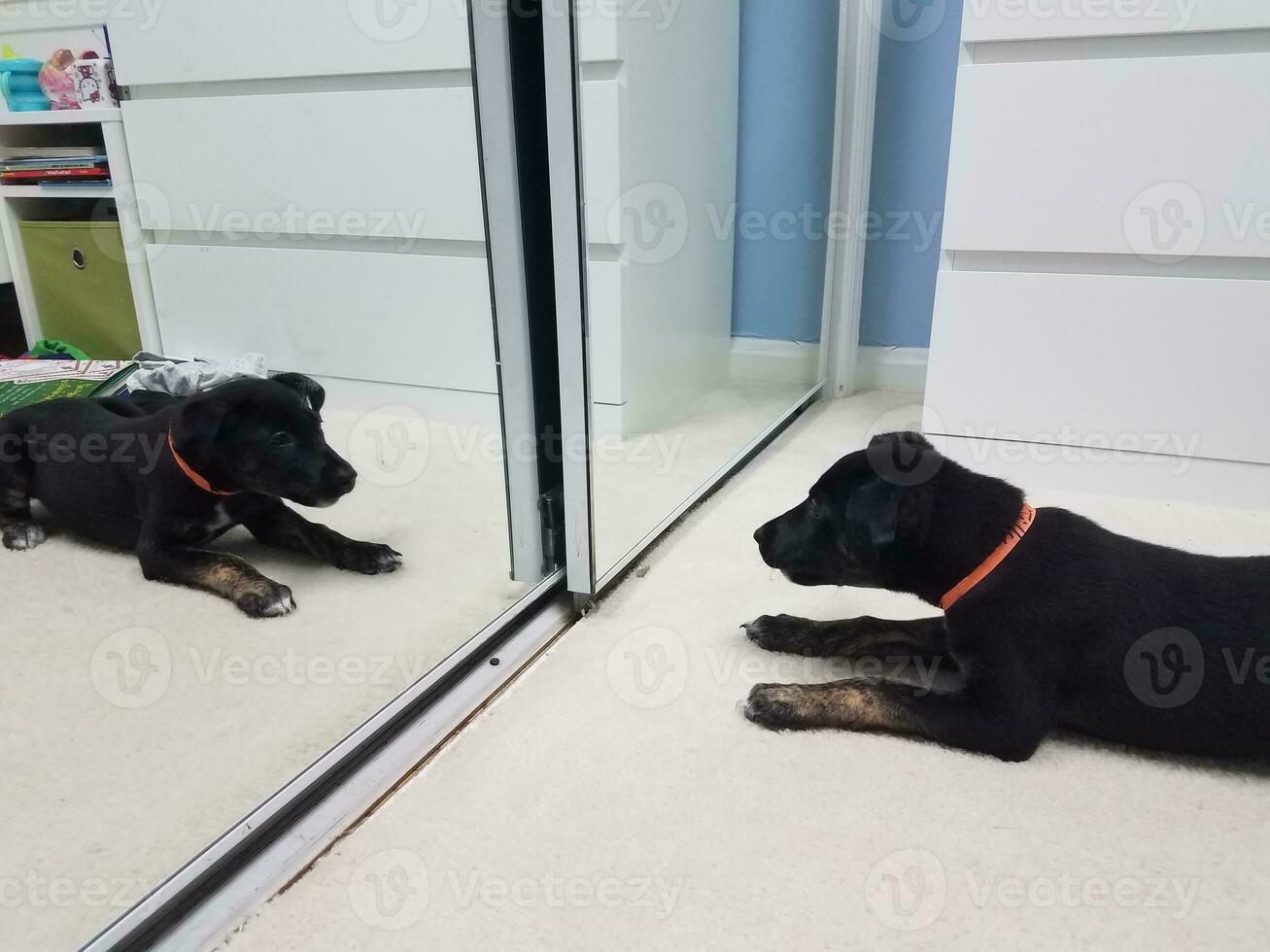 black puppy dog on white carpet looking in the mirror photo