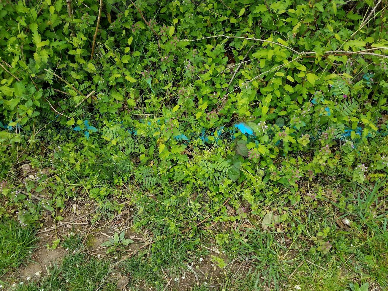 green plants with leaves and blue painted line photo